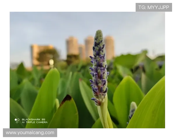 凯发手机app下载安装过程中常见问题及解决方案，确保顺利登录游戏体验